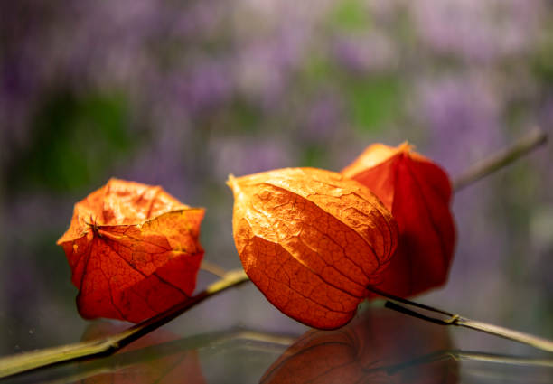 still life with red boxes of decorative physalis on the table