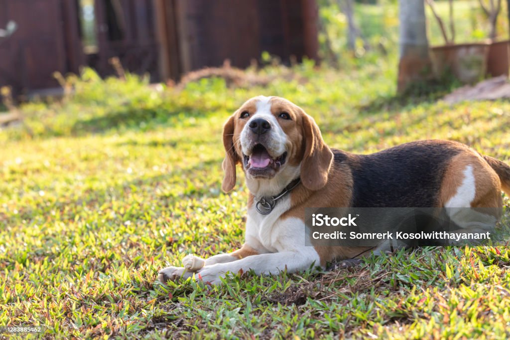 beagle dog playing with rawhide bone lovely beagle dog playing with rawhide bone in garden Animal Stock Photo