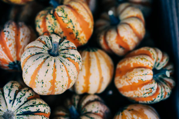 Decorative Unique Small Pumpkins for Autumn Decor