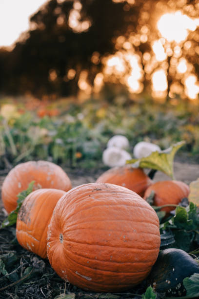 istock Sunshine in the Pumpkin Patch for Autumn and Harvest 1283886630