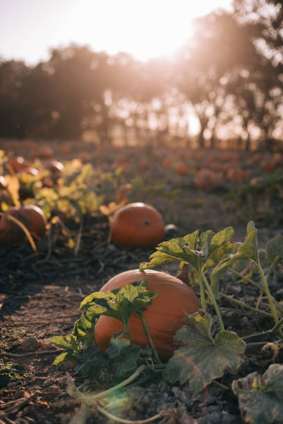 istock Sunshine in the Pumpkin Patch for Autumn and Harvest 1283886638