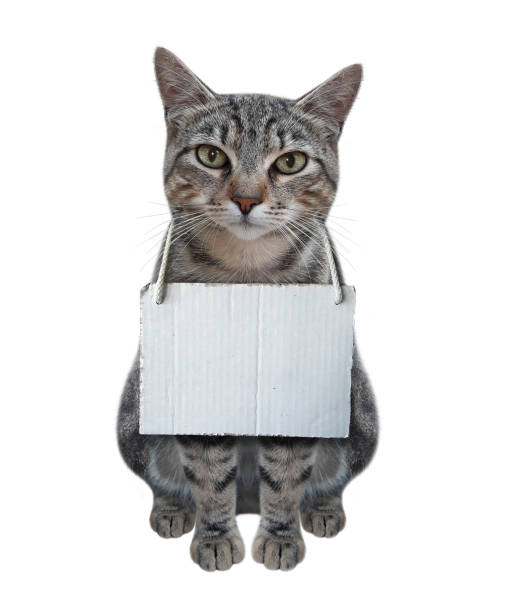 istock Cat with blank sign on his neck 1283888079