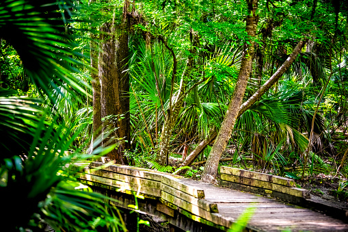 Palm trees leaves lush foliage along wooden boardwalk bridge in marsh in Paynes Prairie Preserve State Park in Gainesville, Florida