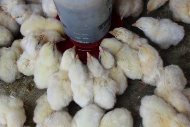 istock Chicks in the coop eat chicken feed 1283888943