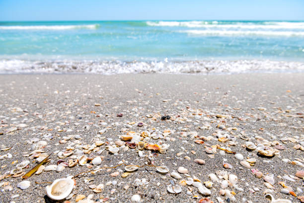 メキシコ湾の海岸とカラフルな青い水の海のボケの背景で、日中にフロリダ州サニベル島で多くの貝殻が前面に砲撃する貝殻 - southern usa sand textured photography ストックフォトと画像