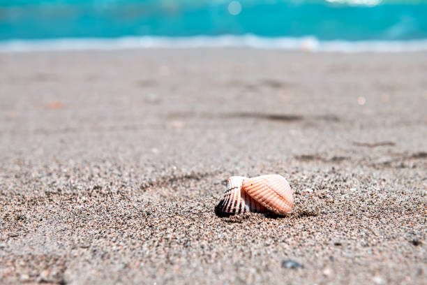 メキシコ湾の海岸とカラフルな青い水の海のボケの背景で、日中にフロリダ州サニベル島で前景を砲撃する貝殻 - southern usa sand textured photography ストックフォトと画像