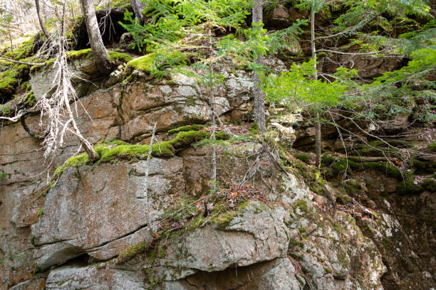 istock fall foliage in White Mountains Forest New Hampshire 1283890445