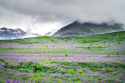 Colorful pattern of purple lupine lupin flowers field in Iceland nature landscape view with mist storm clouds covering mountains in background moody weather