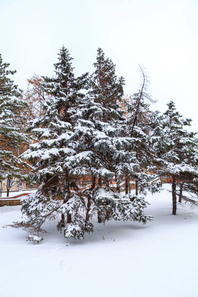 Spruce branches covered with snow and the right part of the photo with a blurred background with silhouettes of two fir trees