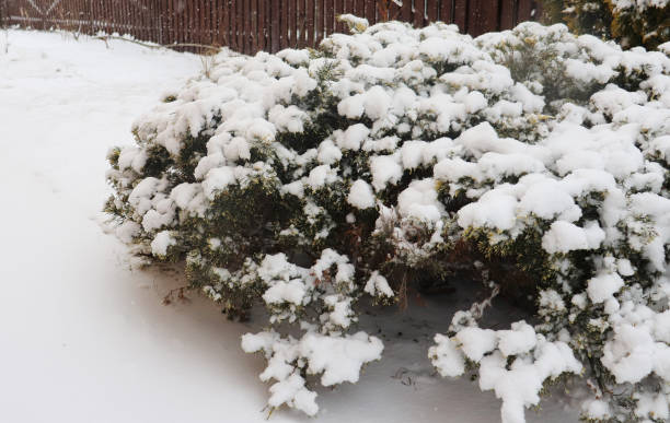 istock shrubs in the snow, white backgroundshrubs in the snow, white background 1283891394