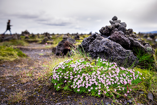 Laufscalavarda, Iceland landscape with people walking in background and stone rock cairns with green moss and pink campion flowers low angle view