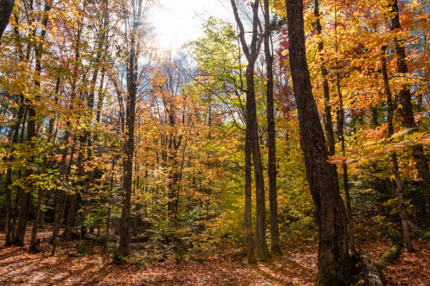 istock fall foliage in White Mountains Forest New Hampshire 1283891455