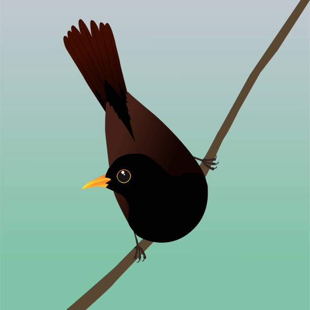 blackbird siedzi na ukośnej gałęzi - common blackbird stock illustrations