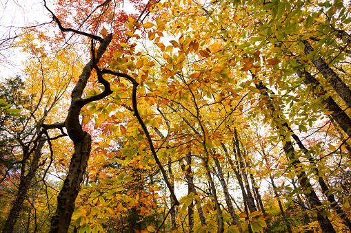 fall foliage in White Mountains Forest New Hampshire