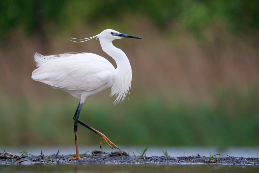 Kleine Zilverreiger lopend op waterkant; Little Egret walking at waterside