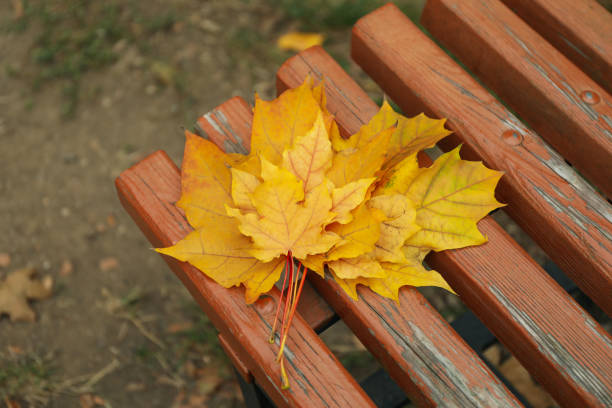 Wooden bench with yellow autumn leaves on selective focus background