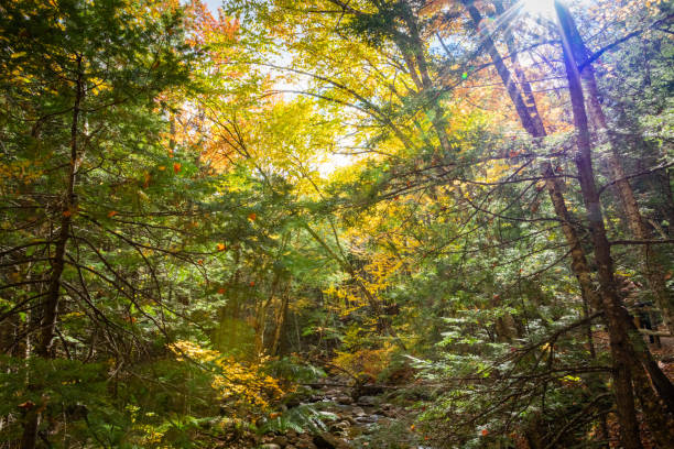 istock fall foliage in White Mountains Forest New Hampshire 1283894482