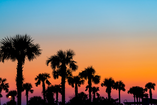Silhouette of palm trees and leaves in sky in Siesta Key, Sarasota, Florida with orange blue colors at beach parking lot