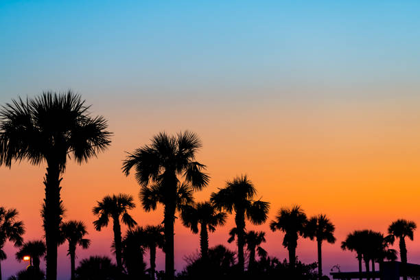 Silhouette of palm trees and leaves in sky in Siesta Key, Sarasota, Florida with orange blue colors at beach parking lot Silhouette of palm trees and leaves in sky in Siesta Key, Sarasota, Florida with orange blue colors at beach parking lot gulf of mexico photos stock pictures, royalty-free photos & images