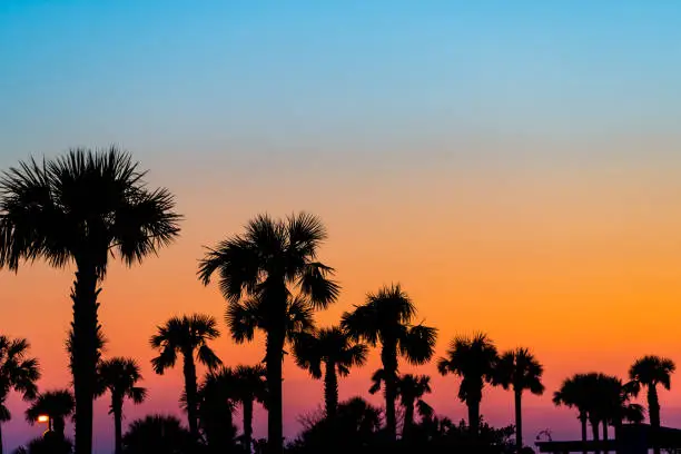 Photo of Silhouette of palm trees and leaves in sky in Siesta Key, Sarasota, Florida with orange blue colors at beach parking lot