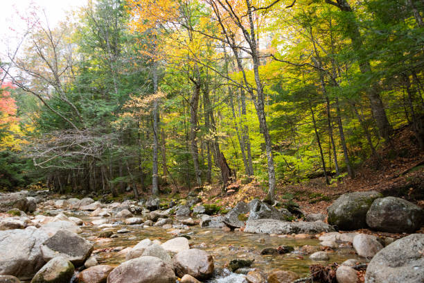 istock fall foliage in White Mountains Forest New Hampshire 1283895082