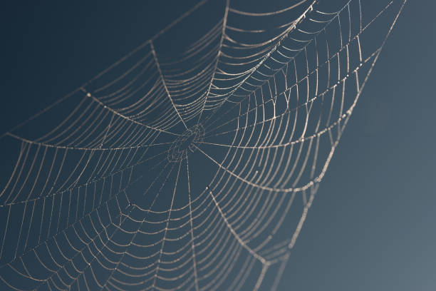 istock breathtaking views of spiderweb in indian summer in Austria 1283895203