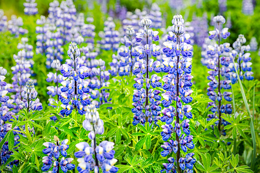 Colorful blue and purple colorful lupine flowers in Iceland bokeh blurred background on Dyralaekjasker trail