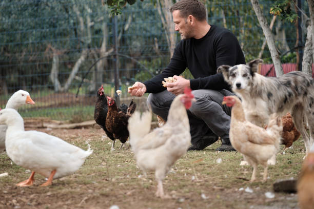 istock Farmer working on farm and feeding animals 1283896579