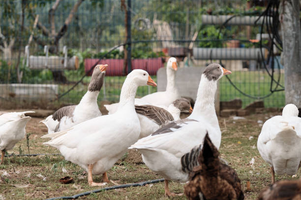 istock Farm life 1283896634