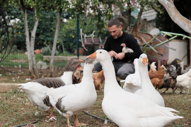 istock Farmer working on farm and feeding animals 1283896679