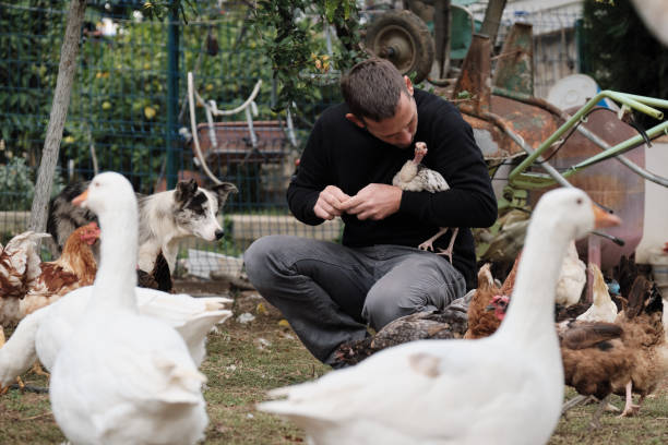 istock Farmer working on farm and feeding animals 1283896682