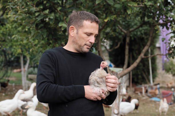istock Farmer working on farm and feeding animals 1283896706