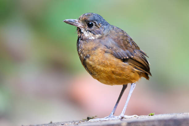 istock Moustached Antpitta, Grallaria alleni 1283896844
