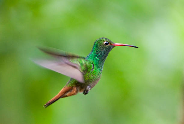 istock Rufous-tailed Hummingbird, Amazilia tzacatl 1283896930