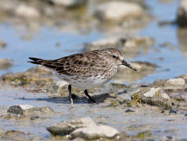 istock Bonapartes Strandloper, White-rumped Sandpiper, Calidris fuscicollis 1283897178