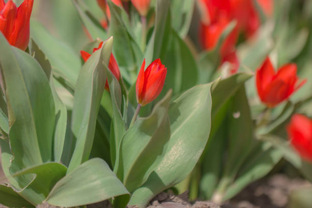 istock Group of red tulips in the park. Spring landscape. Selective focus. 1283897758