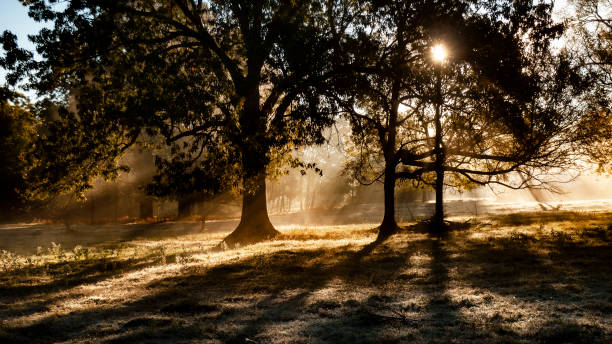 istock Autumn forest with sun beams 1283898305