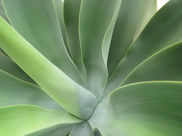 Photo of Detail of new bud of green leaf of aloe vera cactus in natural state. Medicinal aloe vera plant background. Pure aloe pattern and texture.