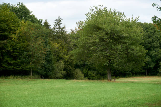istock autumn landscape with colorful trees near Daun, Eifel 1283899804
