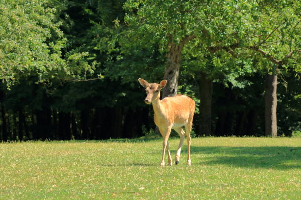 istock Wild roe deer in the wildlife Park 1283899834