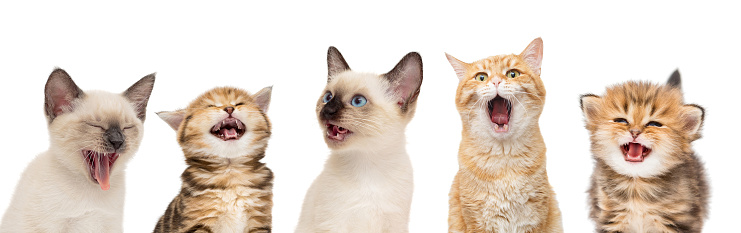 Portrait of five funny kittens on a white background