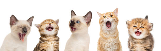 Row of funny kittens Portrait of five funny kittens on a white background miaowing stock pictures, royalty-free photos & images