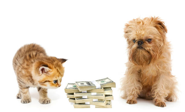 gato y cachorro miran un montón de dinero - money cat fotografías e imágenes de stock
