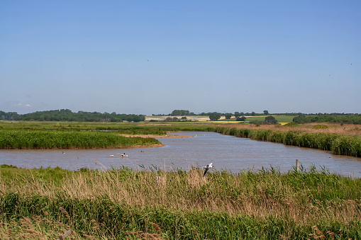 Trimley Marshes Nature Reserve near Felixstowe, Suffolk