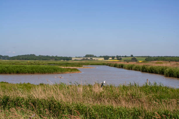 rezerwat przyrody trimley marshes w pobliżu felixstowe, suffolk - lag zdjęcia i obrazy z banku zdjęć