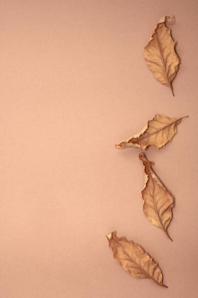 istock Four autumn leaf is on a brown paper background, monochrome, top view, flat lay 1283907015