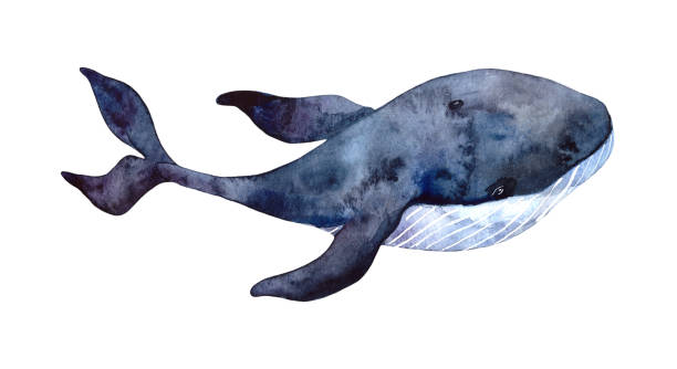 istock Watercolor whale, hand-painted illustration isolated on a white background. Realistic underwater animal art. 1283907386
