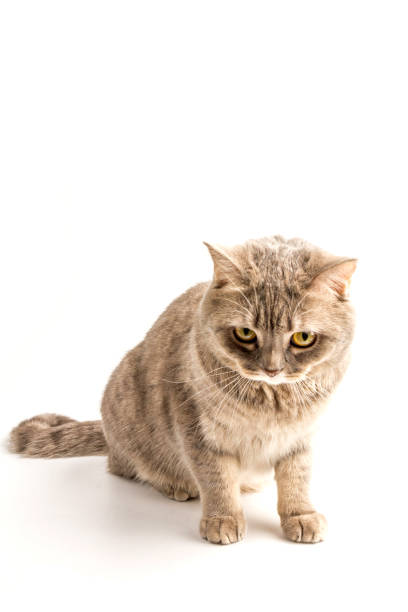 예쁜 앉아 실버 태비 영국 짧은 머리 고양이 고립 에 a 흰색 배경 - domestic cat kitten scottish straight short hair 뉴스 사진 이미지