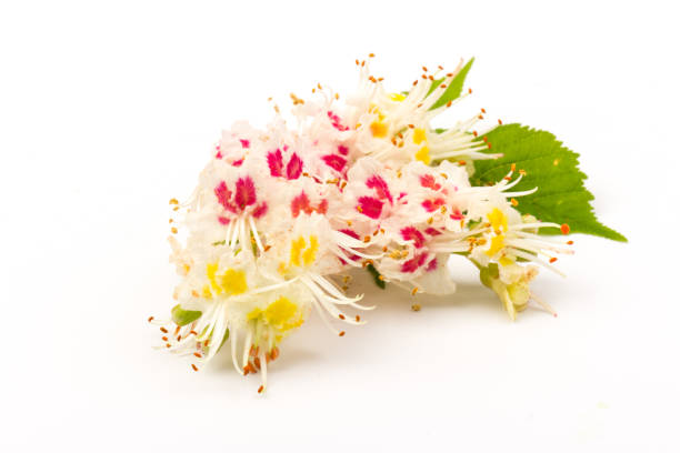 Horse chestnut blooming flowers. White candles of flowering horse-chestnut against white background. Spring concept