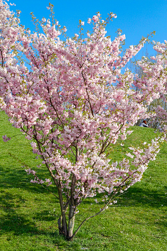 Splendidly blossoming cherry tree in spring, ornamental cherry, Munich, Bavaria, Germany, Europe